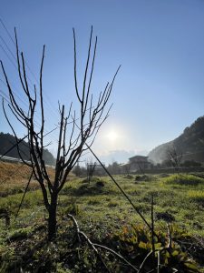 徳建の農業🌱　～ひのぼり山椒～