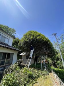 木の剪定作業🌳