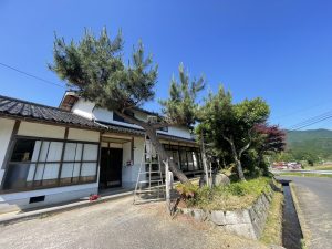 松の木伐採🌳🪚